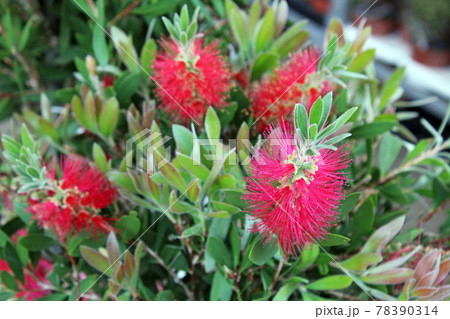 Late spring - beginning of summer, beautiful  flowers and plants in Zagreb, Croatia Late spring - beginning of summer, beautiful  flowers and plants in Zagreb, Croatia 78390314