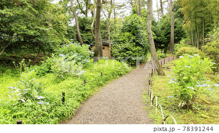 神奈川県横浜市中区の景勝地の三溪園の梅雨 78391244