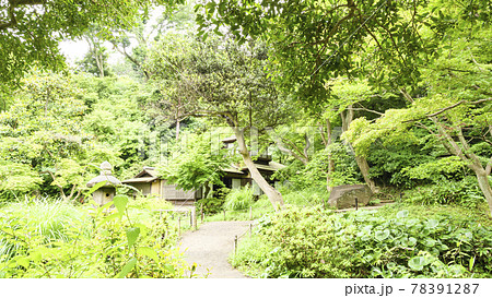 神奈川県横浜市中区の景勝地の三溪園の梅雨 78391287