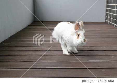 走る白いうさぎ ライオンヘッド の写真素材