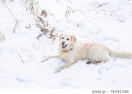 Large labrador retriever dog in winter landscape lies in the snow in snowdrift. Large labrador retriever dog in winter landscape lies in the snow in snowdrift. 78392380