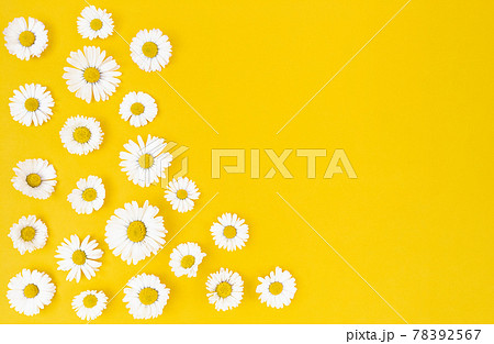 Chamomile flowers on yellow background with copy space. Chamomile flowers on yellow background with copy space. 78392567