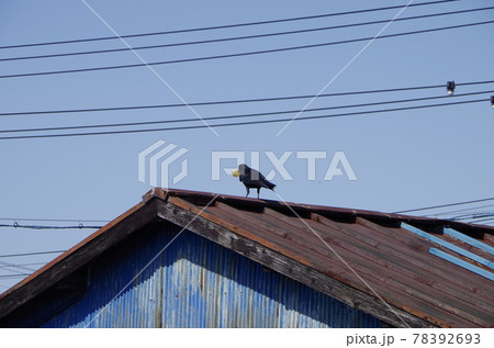 屋根の上のカラス 78392693