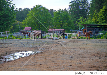 千本松牧場　春の風景　　　 78393075