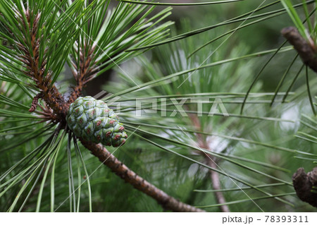 青い松かさ 78393311