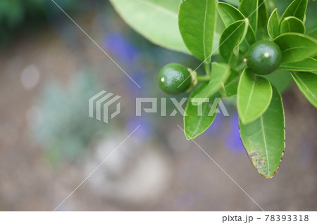 緑のあるコピースペース 78393318