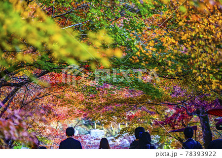 京都大原 三千院門前の紅葉のトンネル 京都大原 三千院門前の紅葉のトンネル 78393922