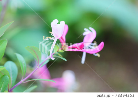 スイカズラの花 スイカズラの花 78394253