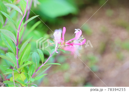 スイカズラの花 スイカズラの花 78394255