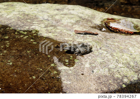 カジカガエル 78394267