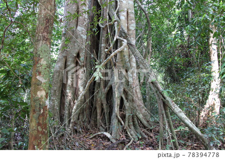カンボジアの歴史・文化を感じる風景 78394778