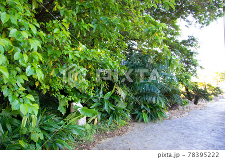 旧盛山村跡の御嶽（おん） 78395222