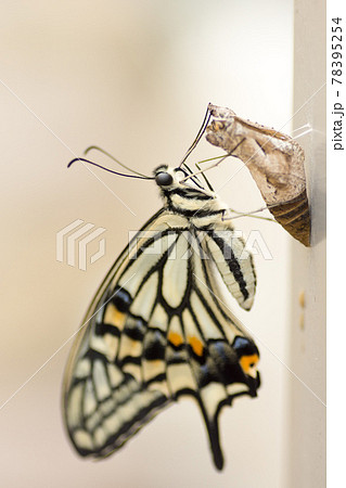 羽化してすぐのアゲハ蝶 蛹の写真素材
