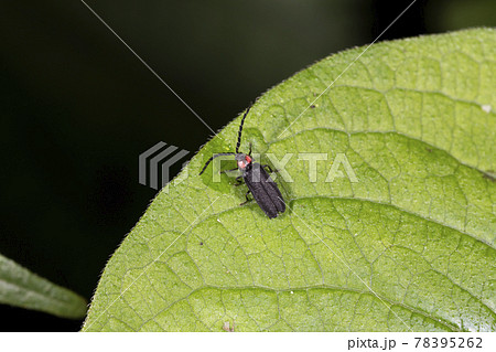 オバボタル オバボタル 78395262