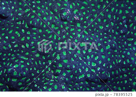 サンゴのアップ　キクメイシ　グラフィック素材 78395525