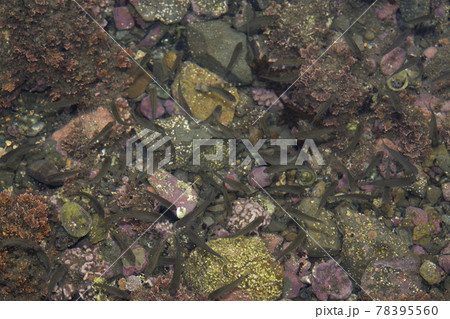 メジナの幼魚 78395560