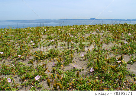 初夏の浜辺 コウボウムギ コウボウムギの海辺 初夏の浜辺 コウボウムギ コウボウムギの海辺 78395571