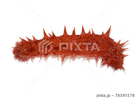 アカナマコ 白バック アカナマコ 白バック 78395578