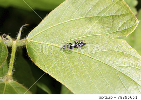 ヨツボシワシグモ 78395651
