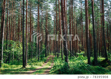 Kemeri National Park green forest in Latvia 78395908