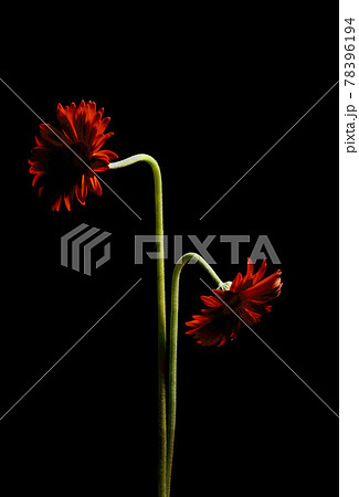 ガーベラ 78396194