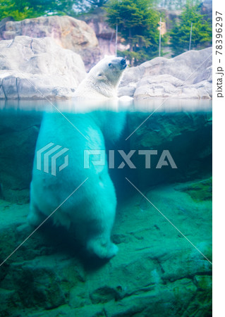 入浴中のシロクマ 宮城県仙台市八木山動物公園 観光スポット 入浴中のシロクマ 宮城県仙台市八木山動物公園 観光スポット 78396297
