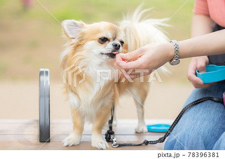 犬　ペット　散歩中におやつをもらうチワワ 78396381