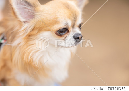 犬　ペット　散歩中のチワワ 78396382