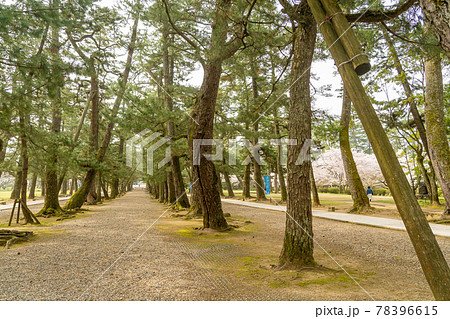 島根県出雲市 出雲大社へ進む松の参道 島根県出雲市 出雲大社へ進む松の参道 78396615
