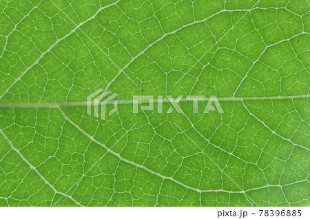樹木：ヒメシャラ（姫沙羅）の葉と葉脈 78396885