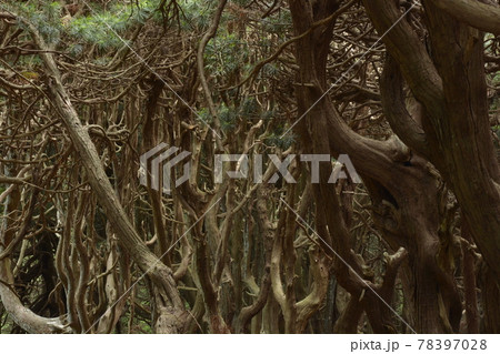 不気味な森 78397028