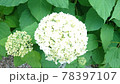 紫陽花 78397107