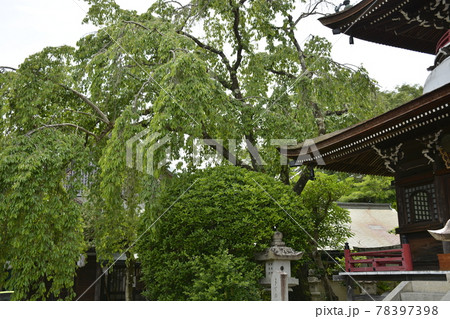 【奈良県吉野町】吉野山の東南院 78397398