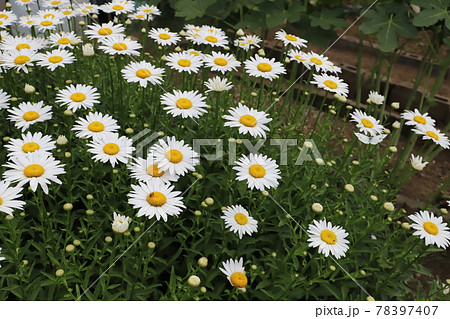 春の公園に咲くフランスギクの白い花の写真素材