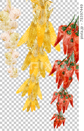 Hand-painted watercolor-style illustrations of hanging corn, garlic and chili peppers Hand-painted watercolor-style illustrations of hanging corn, garlic and chili peppers 78397449