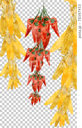 Hand-painted watercolor-style illustrations of hanging corn and chili peppers 78397453