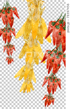 Hand-painted watercolor-style illustrations of hanging corn and chili peppers Hand-painted watercolor-style illustrations of hanging corn and chili peppers 78397456
