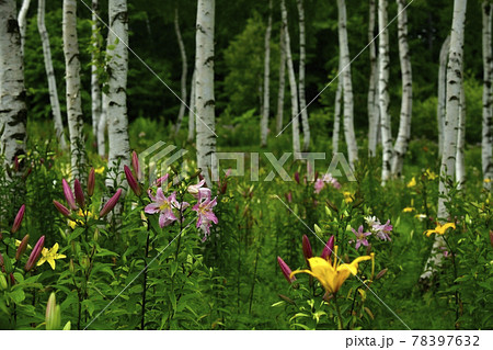 ハンターマウンテンゆりパークの白樺林にゆりの花の写真素材