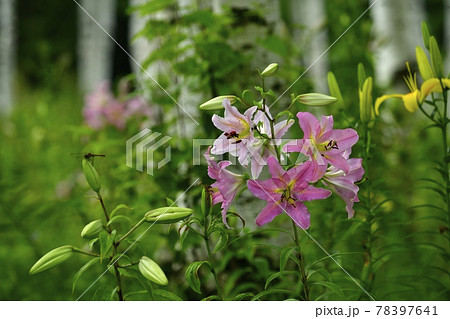 ハンターマウンテンゆりパークの白樺林にゆりの花 ハンターマウンテンゆりパークの白樺林にゆりの花 78397641