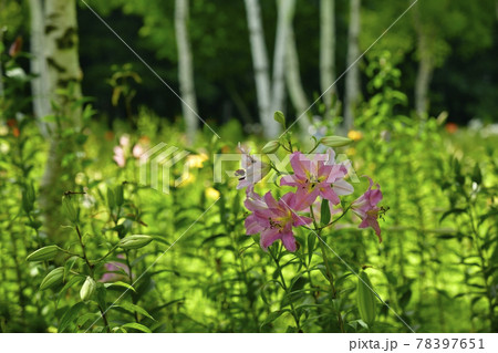 ハンターマウンテンゆりパークの白樺林にゆりの花 ハンターマウンテンゆりパークの白樺林にゆりの花 78397651