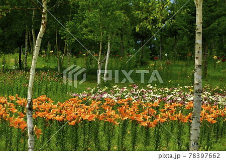 ハンターマウンテンゆりパークの白樺林にゆりの花の写真素材