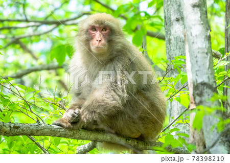 木登りする猿・野生生物 78398210