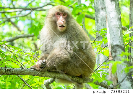 木登りする猿・野生生物 木登りする猿・野生生物 78398211