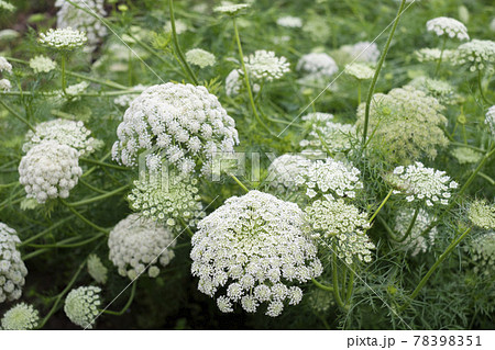 採取用の菜園のニンジンの花 78398351