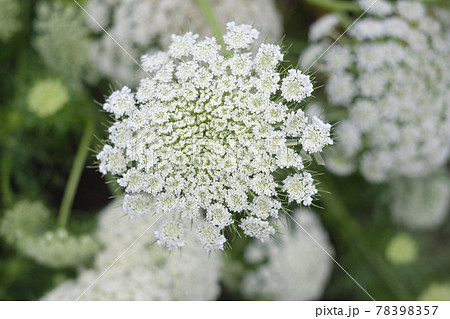 採取用の菜園のニンジンの花の写真素材 7957