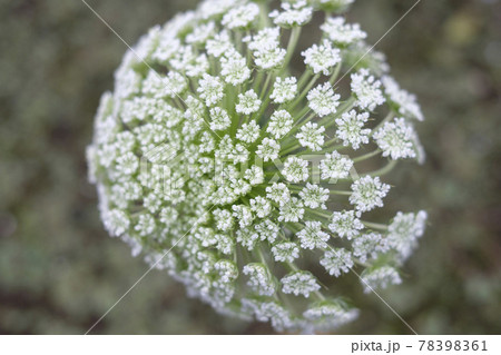 採取用の菜園のニンジンの花 採取用の菜園のニンジンの花 78398361