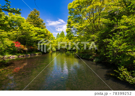 （静岡県）山ツツジ咲く、函南原生の森公園 78399252
