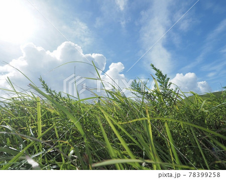 陽が差し込む草原から望む青空 陽が差し込む草原から望む青空 78399258