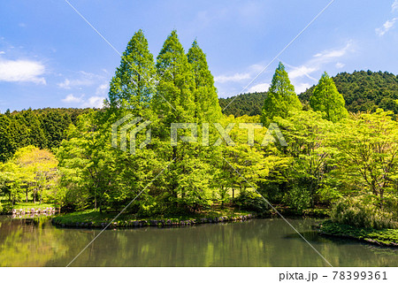 （静岡県）新緑の函南原生の森公園 78399361