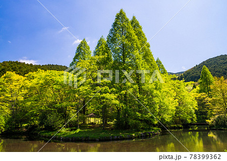 （静岡県）新緑の函南原生の森公園 78399362